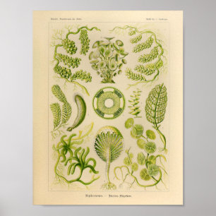  Siphoneae Color Ernst Haeckel Art Print