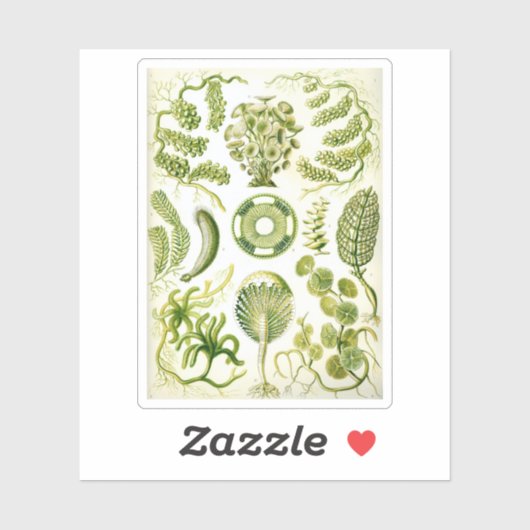 Siphoneae Seaweed en Algae van Ernst Haeckel Sticker (Vel)