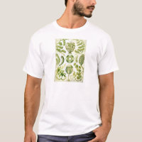 Siphoneae Seaweed en Algae van Ernst Haeckel