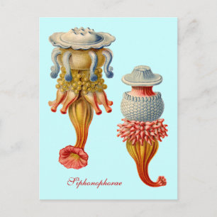 Siphonophorae - briefkaart van kwallen