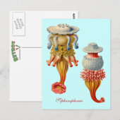 Siphonophorae - Carte postale de méduses (Devant / Derrière)