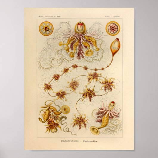Siphonophorae Color Ernst Haeckel Print (Voorkant)