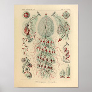  Siphonophorae Color Ernst Haeckel Print