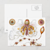 Siphonophorae Ernst Haeckel Fine Art Briefkaart (Voorkant / Achterkant)
