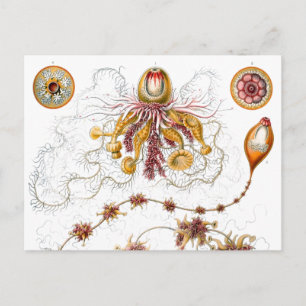 Siphonophorae Ernst Haeckel Fine Art Briefkaart