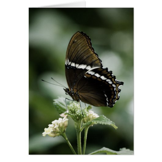 Siproeta-Kaart (Voorkant)