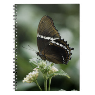 Siproeta-Notitieboek Notitieboek