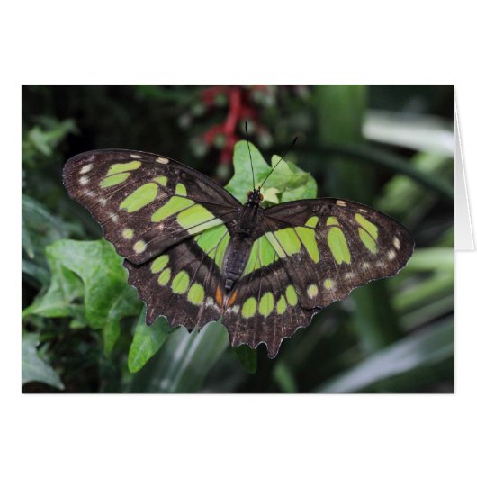 Siproeta stelenes (Voorkant Horizontaal)