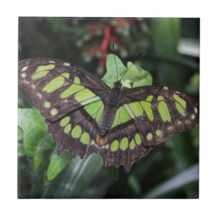 Siproeta stelenes tegeltje