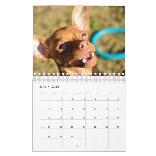 Sir Bardsley Wall Calendar 2020 Kalender
