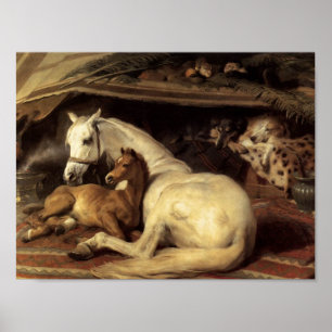Sir Edwin Henry Landseer Arabische tenten Poster