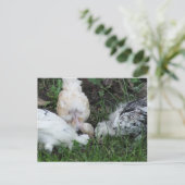 "Sisterly Love" 3 kippen Briefkaart (Staand voorkant)