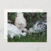 "Sisterly Love" 3 kippen Briefkaart (Voorkant / Achterkant)