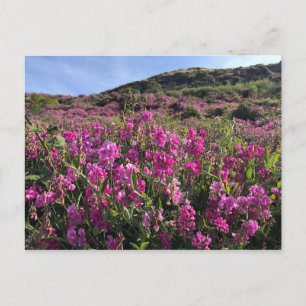 Sisters Rock State Park, Oregon Coast Briefkaart