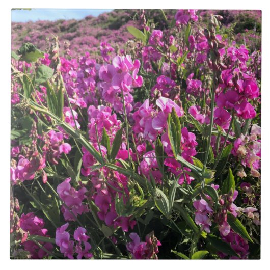 Sisters Rock State Park, Oregon Coast Tegeltje (Voorkant)