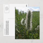 Sitka Great Burnet, Unalaska Island Briefkaart (Voorkant / Achterkant)