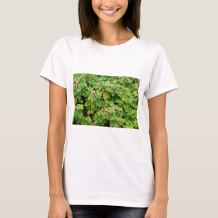 Sitka Roos Struik met veel rode rozenbottels Close T-shirt