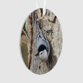 Sittelle Blanche-breasted (devant)