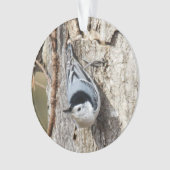 Sittelle Blanche-breasted (devant)