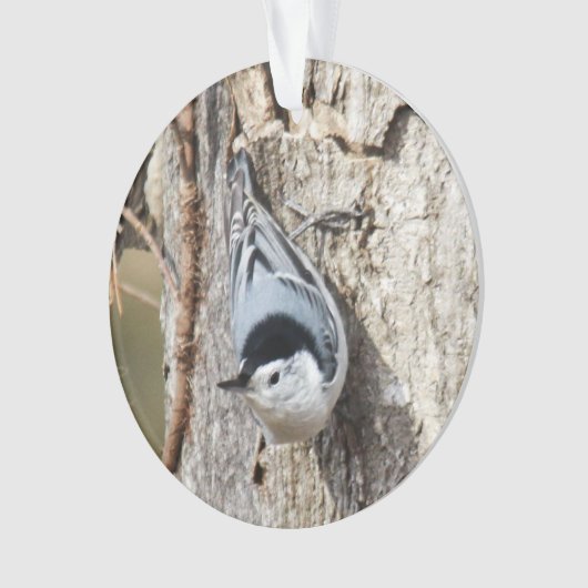 Sittelle Blanche-breasted (devant)