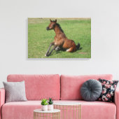 Sitting Arab Foal Canvas Afdruk (Insitu (Woonkamer))