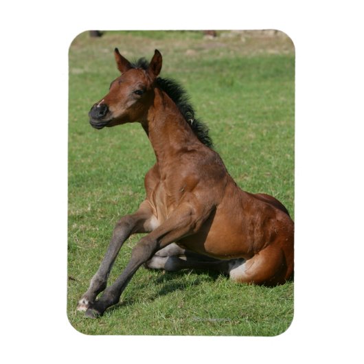 Sitting Arab Foal Magneet (Verticaal)