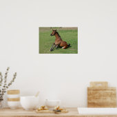 Sitting Arab Foal Poster (Keuken)