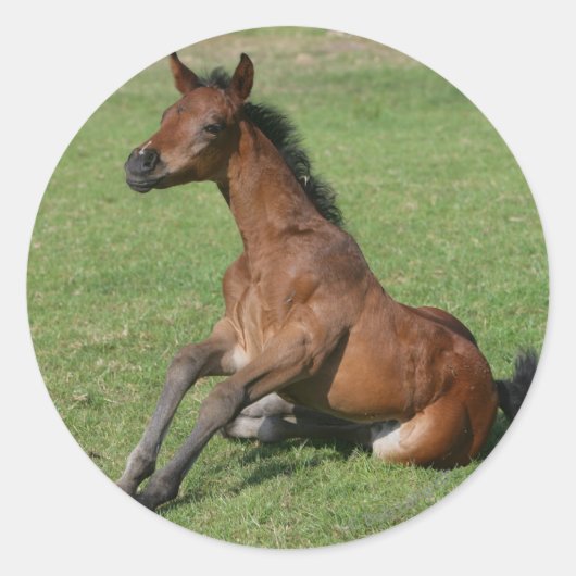 Sitting Arab Foal Ronde Sticker (Voorkant)
