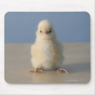 Sitting Baby Yellow Chicken, 3 dagen oud Muismat