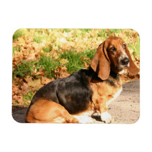 Sitting Basset Hound Flexible Magnet Magneet