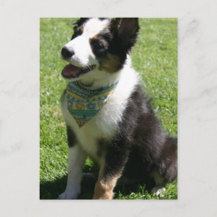 Sitting Border Collie Briefkaart