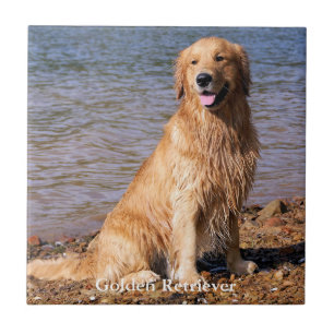 Sitting Golden Retriever Tegeltje