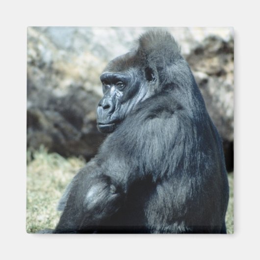 Sitting Gorilla Magneet (Voorkant)