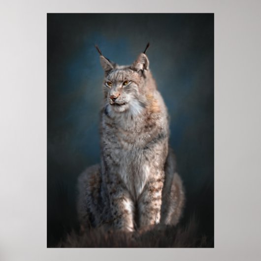 Sitting iberische lynx poster (Voorkant)