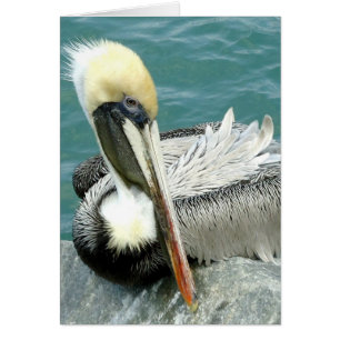 Sitting Pelican