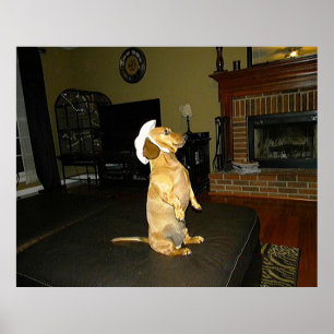 Sitting Poster Dachshund