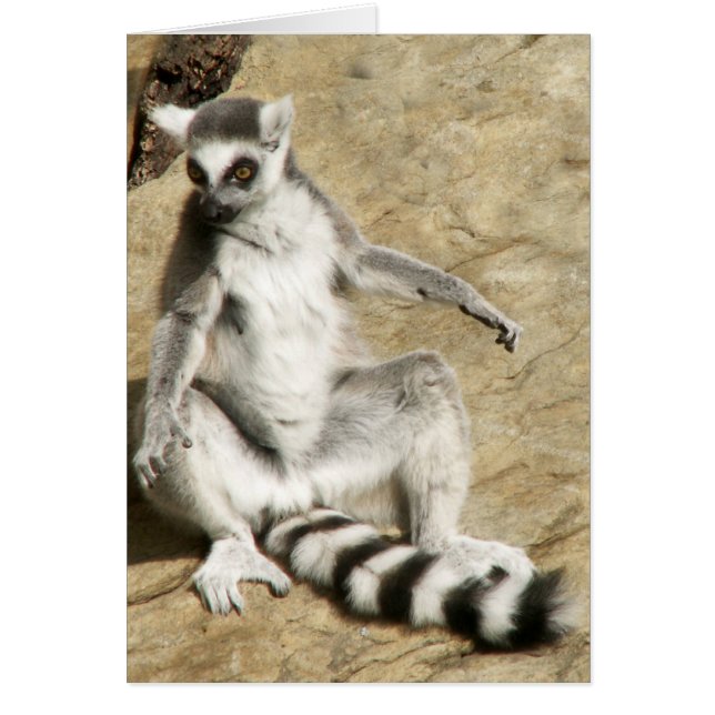Sitting Ringtail Lemur (Voorkant)