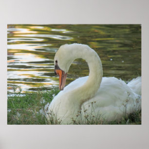 Sitting Swan Poster