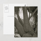 Sitting Tree Briefkaart (Voorkant / Achterkant)