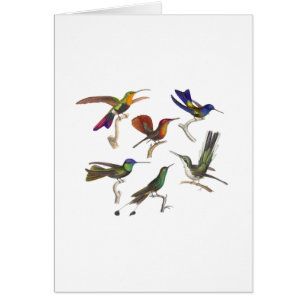 Six colibris colorés