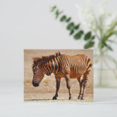 Sizzling zebra briefkaart (Staand voorkant)