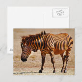 Sizzling zebra briefkaart (Voorkant / Achterkant)