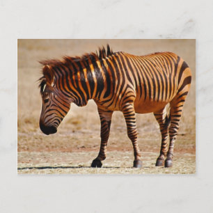 Sizzling zebra briefkaart