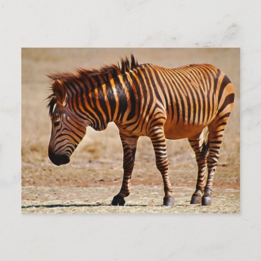 Sizzling zebra briefkaart (Voorkant)