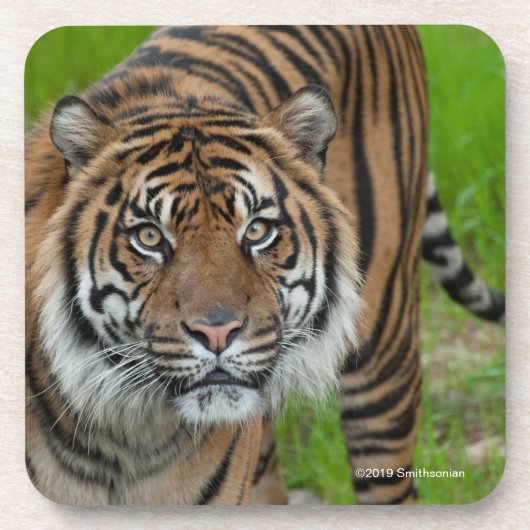 sjabloon bier onderzetter (Voorkant)