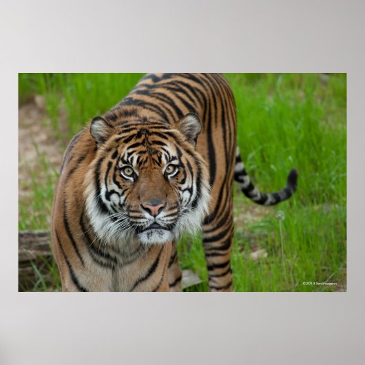 sjabloon poster (Voorkant)