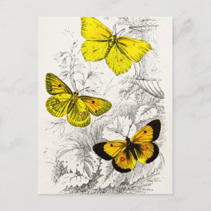 Sjabloon van 1800 Geel Sinaasappel Butterflies Briefkaart