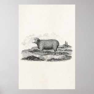 Sjabloon van 1800 Merino Sheep Ewe Lamb Poster