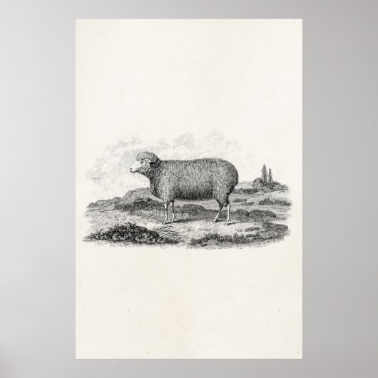  Sjabloon van 1800 Merino Sheep Ewe Lamb Poster (Voorkant)