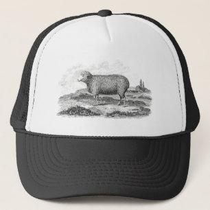 Sjabloon van 1800 Merino Sheep Ewe Lamb Trucker Pet